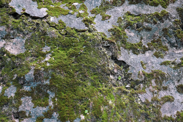 Sparse moss textured background on the rock. Beautiful in nature