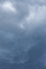 The stormy sky, the white seagull under the thunderclouds
