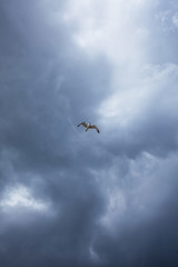 The stormy sky, the white seagull under the thunderclouds