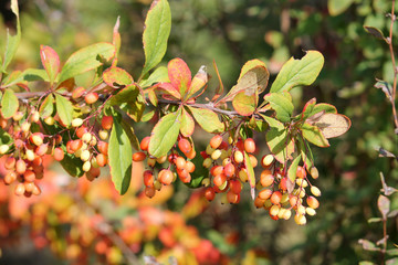 Branch of barberry (Berberis vulgaris) with green leaves and yellow and red berries