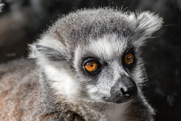 Fototapeta premium Ring tail Lemur