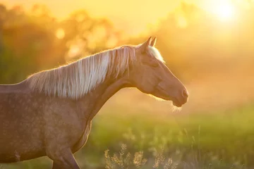 Foto op Plexiglas Beautiful horse with long blond mane portrait at sunset light © kwadrat70
