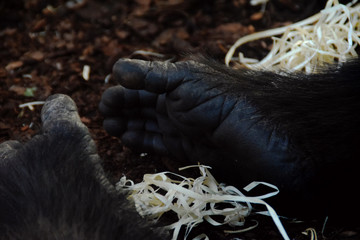 Ape's Foot