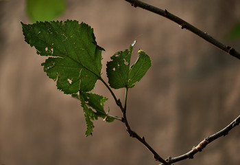 branch with green leaves