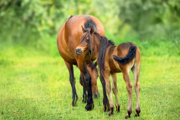 Bay little foal and mare on summer pasture rest and grazing - obrazy, fototapety, plakaty