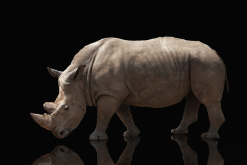 Obraz premium beautiful big adult rhinoceros poses, rare animal