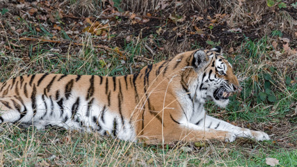 Amur tiger Resting