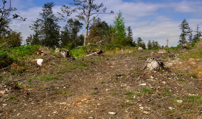 Felling of trees. View of dead tree felling cut, broken down by country. Cut wood in the forest in summer day. chopping wood.