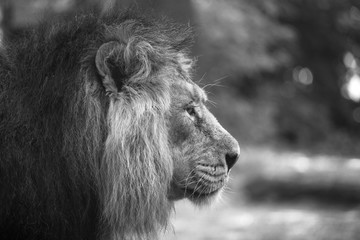 portrait of a large beautiful lion