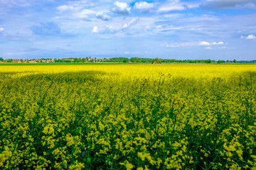 Fototapeta premium German nature in summer