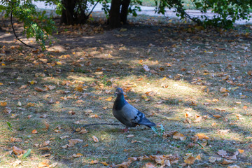 Dove walking on the grass. Blue bird in the park. Yellow autumn leaves on the grass. A pigeon seeks food in the grass.