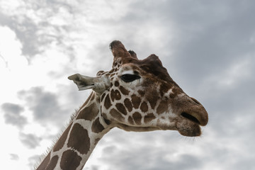 Rothschild Giraffe Feeding