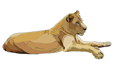 Realistic lioness in vector