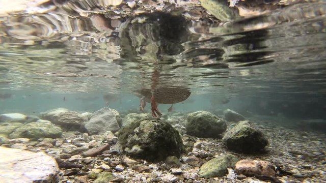Stockenten und Saibling im Bergbach