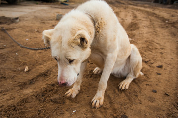 Central Asian Shepherd Dog portrait on the outside background