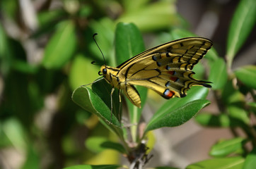 Yellow Butterfly