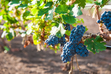 Vineyards at sunset in autumn harvest