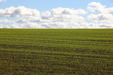 Fototapeta na wymiar Endless green field with furrows planted with winter crops to the horizon against the blue sky with white clouds - beautiful rural autumn landscape