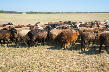 Flock of sheep on the meadow
