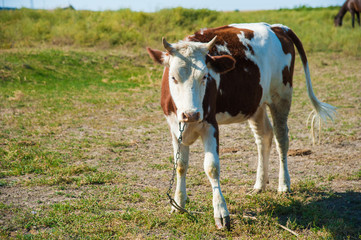 Cows in a farm. Dairy cows