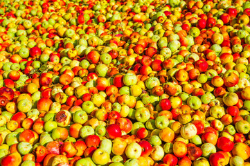Ripe apples being processed and transported in an industrial production facility