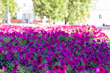 Fototapeta na wymiar Beautiful bright flower bed flowers Impatiens. Green trees in the background, urban buildings. Red flowers with green leaves. Landscaping flowers.