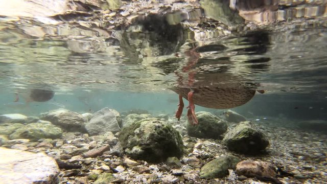 Stockenten und Saibling im Bergbach
