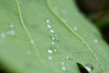 water drops on green leaf