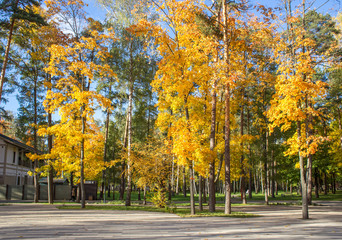 Golden autumn time