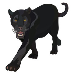 Realistic black panther in vector