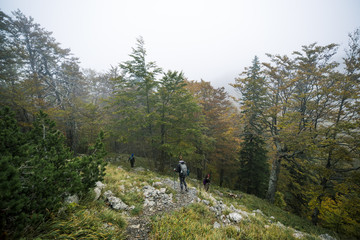 Young people hiking with the dog in forest trail hike nature trees mountains autumn fall healthy sport