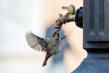  genuine recognition of a sparrow flying in the air and drinking water straight from the tap urban