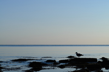 seagull sits on a stone by the sea at sunset