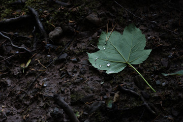 green leaf with water drops