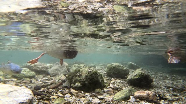Stockenten und Saibling im Bergbach
