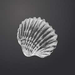 Hand Drawn seashell Sketch Symbol isolated on chalkboard. Vector undersea world Element In Trendy Style