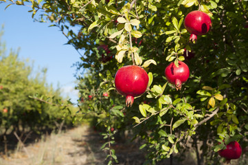 Pomegranate tree plantation