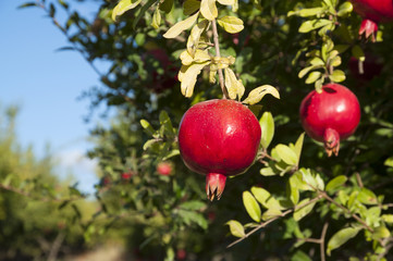 Pomegranate tree plantation