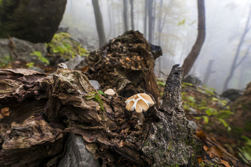 Mushrom on the tree fungi edible close up moss in the forest nature fog morning