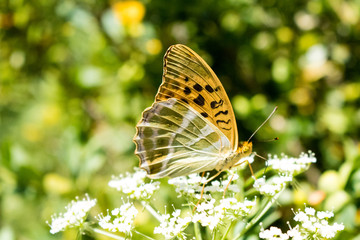 butterfly on flower
