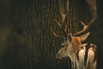 Ein Damhirsch in einem Gehege © Eddie