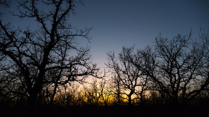 Obraz premium Bur oak woodland at sunset