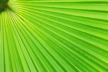 Fresh, green palm leaf on a Sunny day. Diagonal pattern, copy space. Summer background, natural texture.
