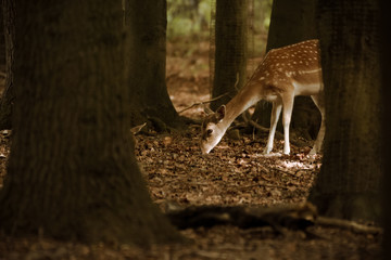 Damwild in einem Gehege