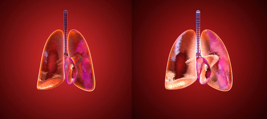 3D illustration of the respiratory process of human lungs inhaling Oxygen.
