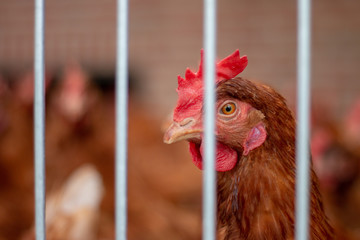 Brown chickens on a chicken farm