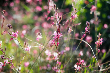 Beautiful pink flowers growing in Turkey