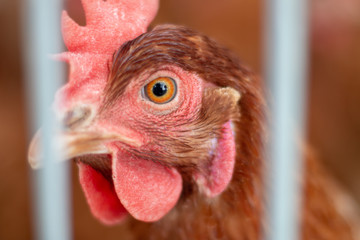 Brown chickens on a chicken farm