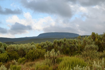 Obraz premium High altitude moorland and giant groundsels at Mount Kenya