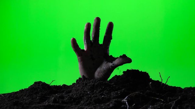 Zombie hand emerging from the ground grave. Halloween concept. Green screen. 017